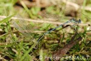 Pennipatte bleuâtre (Platycnemis pennipes)