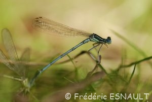 Pennipatte bleuâtre (Platycnemis pennipes)