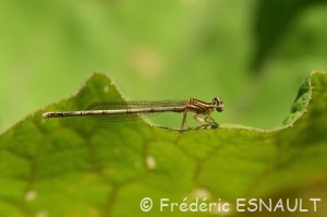 Pennipattes bleuâtres (Plactycnemis pennipes)