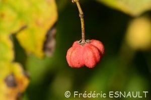 Fusain d'Europe (Euonymus europaeus)