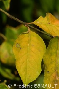 Fusain d'Europe (Euonymus europaeus)