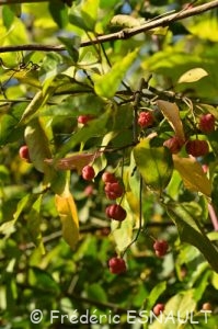 Fusain d'Europe (Euonymus europaeus)