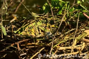 Œufs dans le nid du Foulque macroule (Fulica atra)