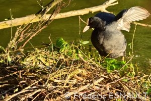 Foulque macroule (Fulica atra)