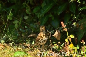 Grive musicienne (Turdus philomelos)