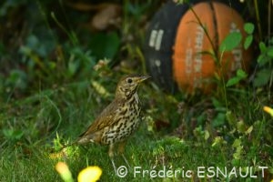 Grive musicienne (Turdus philomelos)