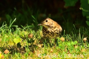 Grive musicienne (Turdus philomelos)