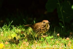 Grive musicienne (Turdus philomelos)