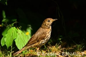 Grive musicienne (Turdus philomelos)