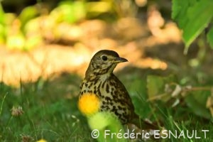 Grive musicienne (Turdus philomelos)