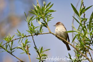 Fauvette à tête noire (Sylvia atricapilla)