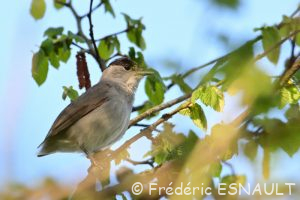 Fauvette à tête noire (Sylvia atricapilla)