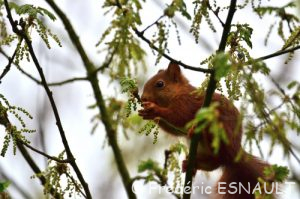 L'Écureuil roux (Sciurus vulgaris)