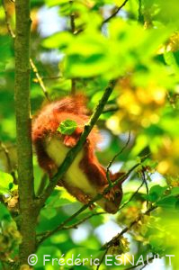 L'Écureuil roux (Sciurus vulgaris)