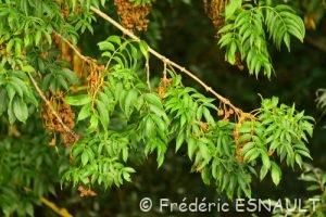 Frêne commun ou Frêne élevé (Fraxinus excelsior)