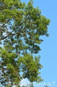 Frêne commun ou Frêne élevé (Fraxinus excelsior)