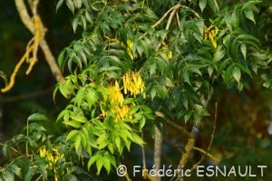 Frêne commun ou Frêne élevé (Fraxinus excelsior)