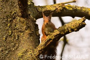 L'Écureuil roux (Sciurus vulgaris)