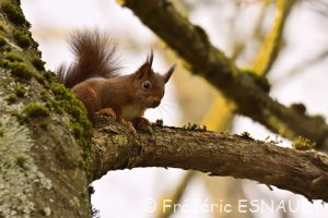L'Écureuil roux (Sciurus vulgaris)