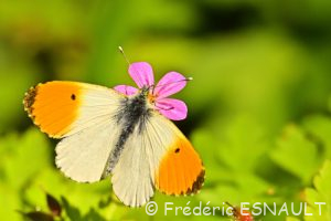 Aurore (Anthocharis cardamines)