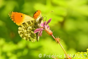 Aurore (Anthocharis cardamines)