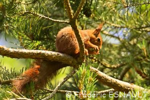 Écureuil d'Eurasie ou Écureuil roux (Sciurus vulgaris)