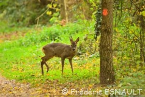 Chevreuil (Capreolus capreolus)