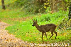 Chevreuil (Capreolus capreolus)