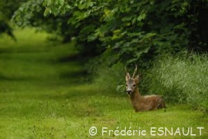 Chevreuil (Capreolus capreolus)