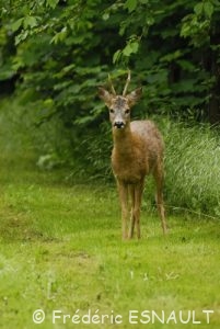 Chevreuil (Capreolus capreolus)