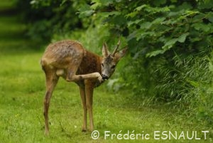Chevreuil (Capreolus capreolus)