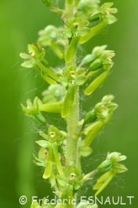 Listère à feuilles ovales (Listera ovata)