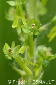 Listère à feuilles ovales (Listera ovata)