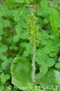 Listère à feuilles ovales (Listera ovata)