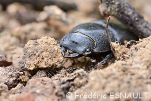 Petite Biche (Dorcus paral