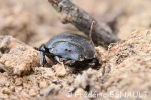 Petite Biche (Dorcus paral