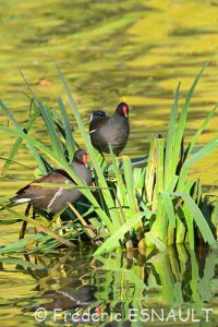 Gallinule poule-d'eau (Gallinula chloropus)