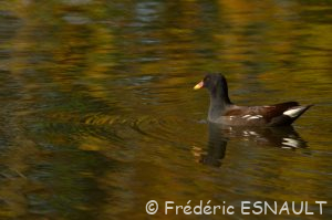 Gallinule poule d'eau (Gallinula chloropus)