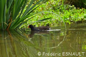 Gallinule poule d'eau (Gallinula chloropus)