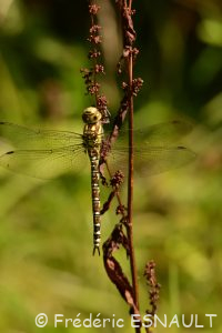 L'Æschne bleue (Aeshna cyanea)