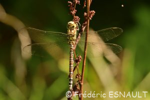 L'Æschne bleue (Aeshna cyanea)