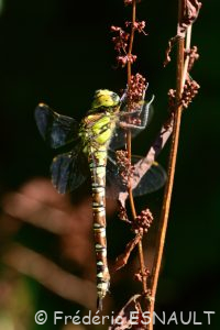 L'Æschne bleue (Aeshna cyanea)