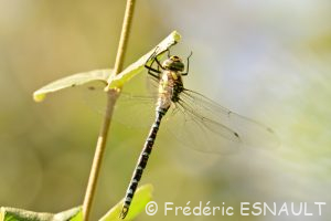 L'Æschne bleue (Aeshna cyanea)