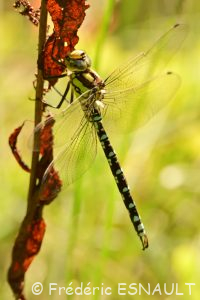 L'Æschne bleue (Aeshna cyanea)