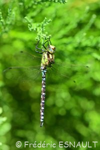L'Æschne bleue (Aeshna cyanea)