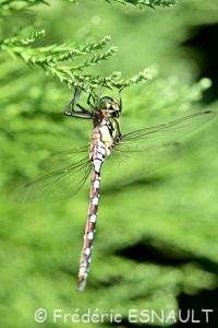 L'Æschne bleue (Aeshna cyanea)