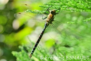 L'Æschne bleue (Aeshna cyanea)