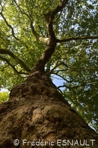Platane commun ou Platane à feuille d'érable (Platanus ×acerifolia)