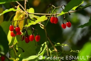 Douce-amère ou Morelle douce-amère (Solanum dulcamara)