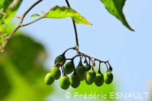 Douce-amère ou Morelle douce-amère (Solanum dulcamara)